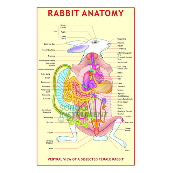 Rabbit Charts, Zoology